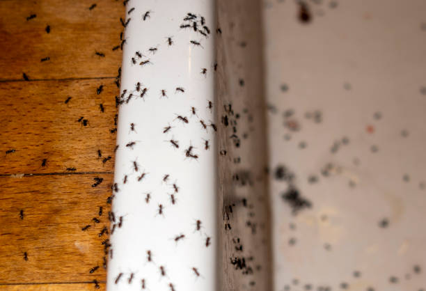 Best Emergency Pest Control  in Riverside, PA
