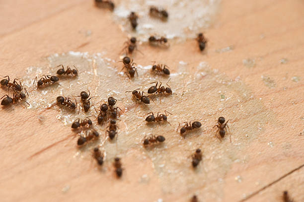 Professional Pest Control in Riverside, PA